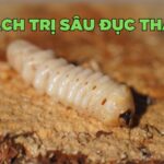 hướng dẫn cách trị sâu đục thân cây cảnh