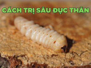 hướng dẫn cách trị sâu đục thân cây cảnh