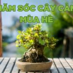 hướng dẫn chăm sóc cây cảnh mùa hè