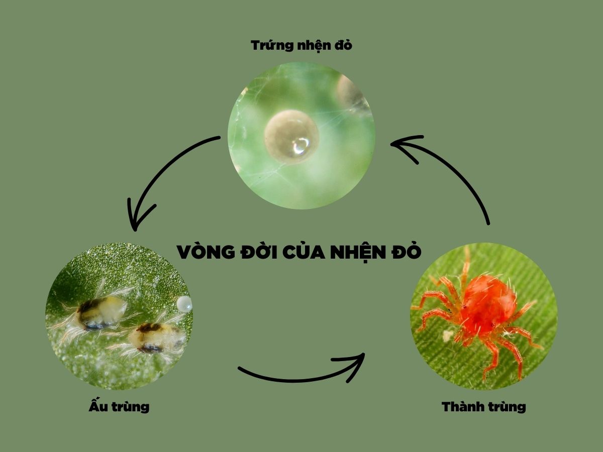 vòng đời của nhện đỏ