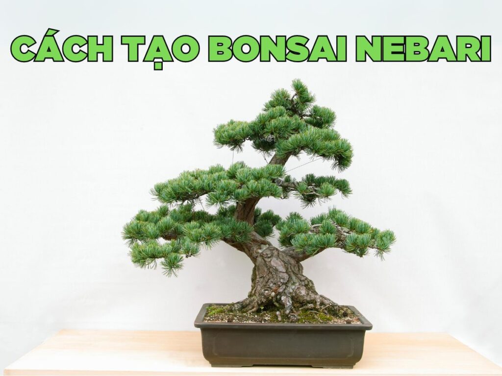 hướng dẫn cách tạo bonsai nebari hiệu quả, đẹp mắt