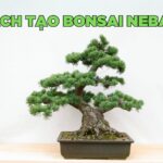 hướng dẫn cách tạo bonsai nebari hiệu quả, đẹp mắt