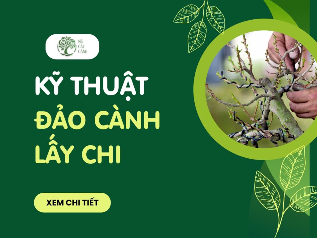 huong dan ky thuat dao canh lay chi