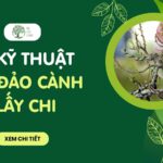 huong dan ky thuat dao canh lay chi