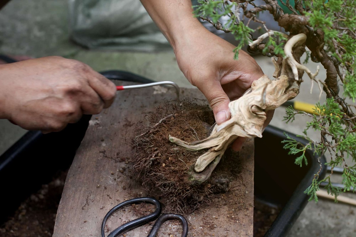 bắt đầu tạo bonsai nebari bằng cách tách đất khỏi rễ